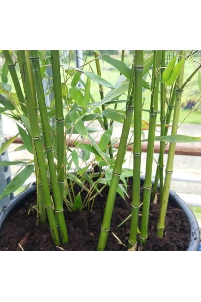 Bambusa Phyllostachys Bissetii 